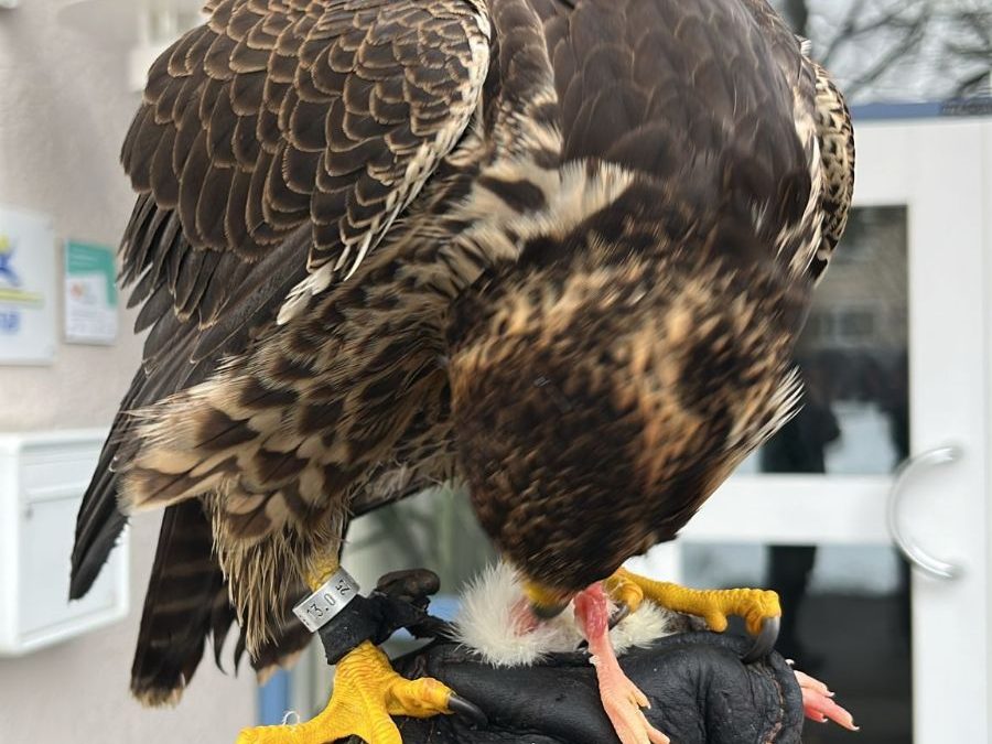 Gandalf unvorhergesehen zu Besuch