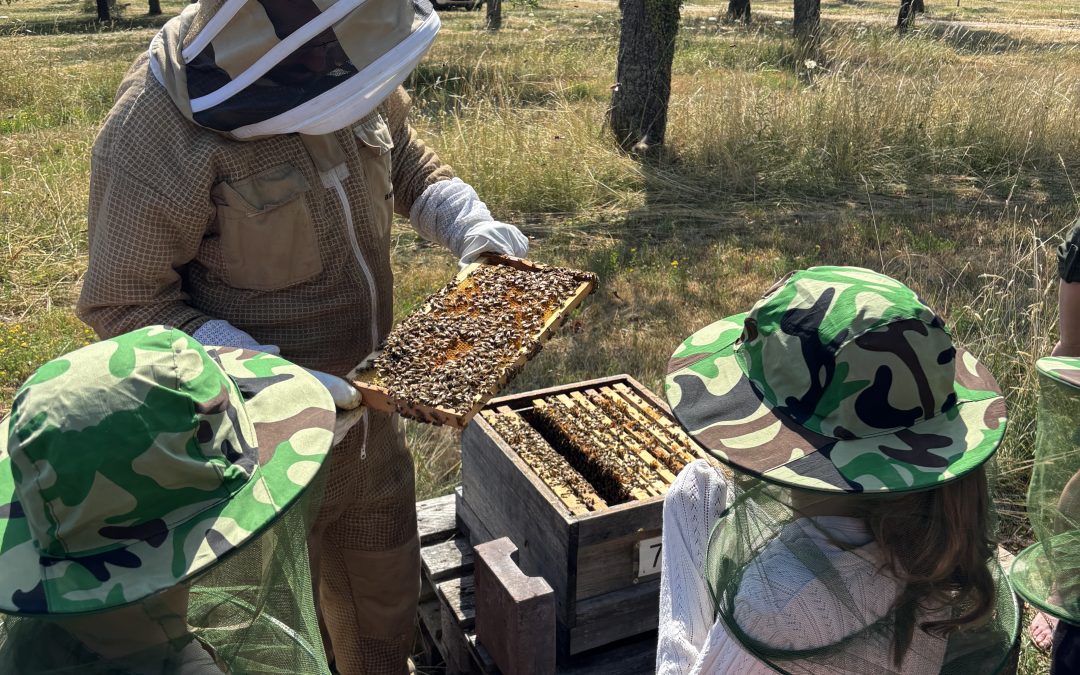 Zu Besuch bei den Honigbienen